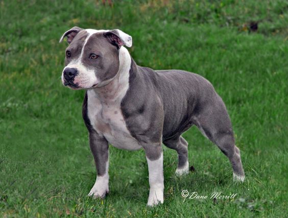 Straffordshire bull terrier